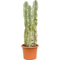 plantenwinkel.nl Euphorbia cactus ingens marmorata toef kamerplant