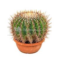 plantenwinkel.nl Echinocactus cactus ingens M kamerplant