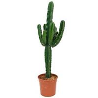 plantenwinkel.nl Euphorbia cactus erytrea L kamerplant