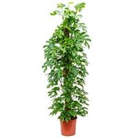 plantenwinkel.nl Philodendron minima M kamerplant