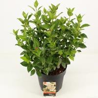 plantenwinkel.nl Sneeuwbal (Viburnum tinus) heester - 30-40 cm (C4.5) - 9 stuks