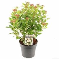 plantenwinkel.nl Sneeuwbal (Viburnum tinus â€œLadybirdâ€®) heester - 40-50 cm (C4.5) - 9 stuks