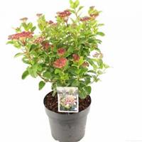 plantenwinkel.nl Sneeuwbal (Viburnum tinus â€œLisa Roseâ€®) heester - 40-50 cm (C4.5) - 9 stuks