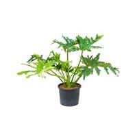 plantenwinkel.nl Philodendron selloum L hydrocultuur plant