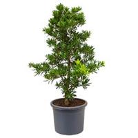 plantenwinkel.nl Podocarpus latifolius bush bonsai kamerplant