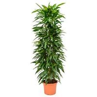 plantenwinkel.nl Ficus amstel king columnae kamerplant