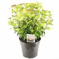 plantenwinkel.nl Sneeuwbal (Viburnum tinus â€œLisa Roseâ€®) heester - 40-50 cm (C7) - 6 stuks