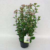 plantenwinkel.nl Sneeuwbal (Viburnum tinus â€œLadybirdâ€®) heester - 50-60 cm (C10) - 5 stuks