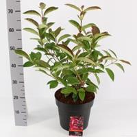 plantenwinkel.nl Sneeuwbal (Viburnum â€œLe Bois Marquisâ€®) heester - 40-50 cm (7) - 6 stuks