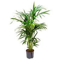 plantenwinkel.nl Kentia palm forsteriana brisbane hydrocultuur plant