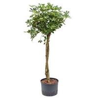 plantenwinkel.nl Schefflera gold capella stam twist hydrocultuur plant