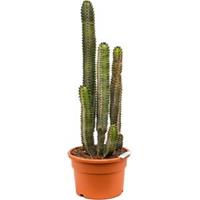 plantenwinkel.nl Euphorbia cactus canariensis M kamerplant