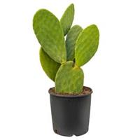 plantenwinkel.nl Opuntia cactus indica L1 kamerplant