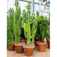 plantenwinkel.nl Euphorbia cactus acruensis XL kamerplant