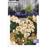 plantenwinkel.nl Sneeuwbal (Viburnum tinus) heester - 40-50 cm (C15) - 4 stuks
