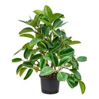 plantenwinkel.nl Ficus elastica robusta vertakt hydrocultuur plant