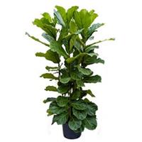 plantenwinkel.nl Ficus lyrata 4pp hydrocultuur plant