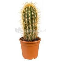plantenwinkel.nl Trichocereus cactus pasacana M kamerplant