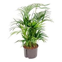 plantenwinkel.nl Kentia palm forsteriana grafton hydrocultuur plant