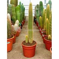 plantenwinkel.nl Vatricania cactus guentheri L kamerplant
