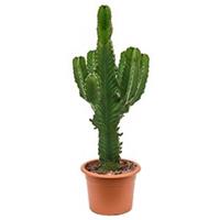 plantenwinkel.nl Euphorbia cactus ingens chihuahua kamerplant