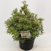 plantenwinkel.nl Rotsheide (Pieris Japonica â€œLittle Heathâ€) heester - 30-40 cm (C4.5) - 9 stuks