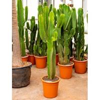 plantenwinkel.nl Euphorbia cactus ingens cozumel kamerplant