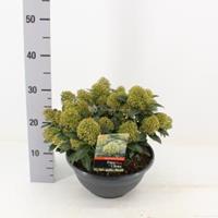 plantenwinkel.nl Skimmia (Skimmia Japonica â€œWhite Dwarfâ€®) heester - 10-15 cm (P27) - 5 stuks