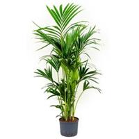 plantenwinkel.nl Kentia palm forsteriana sydney hydrocultuur plant