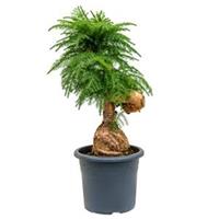 plantenwinkel.nl Araucaria cunninghamii M bonsai kamerplant