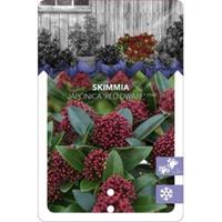 plantenwinkel.nl Skimmia (Skimmia Japonica â€œRed Dwarfâ€®) heester - 30-40 cm (C4.5) - 9 stuks