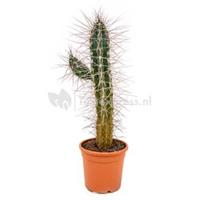 plantenwinkel.nl Stetsonia cactus mirabellis L kamerplant