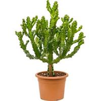 plantenwinkel.nl Euphorbia cactus mayuranathanii XL kamerplant