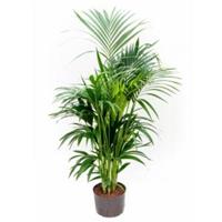 plantenwinkel.nl Kentia palm forsteriana melbourne hydrocultuur plant