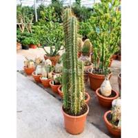 plantenwinkel.nl Trichocereus cactus pachanoi M kamerplant