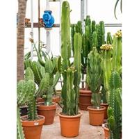 plantenwinkel.nl Euphorbia cactus ingens tuxpan kamerplant