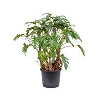 plantenwinkel.nl Philodendron xanadu XL hydrocultuur plant