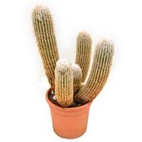 plantenwinkel.nl Espostoa cactus melanostele M kamerplant