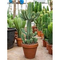 plantenwinkel.nl Euphorbia cactus cooperii M kamerplant