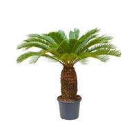 plantenwinkel.nl Cycas Palm revoluta stam XL kamerplant