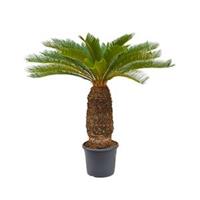 plantenwinkel.nl Cycas Palm revoluta stam XXL kamerplant
