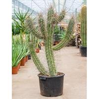 plantenwinkel.nl Stetsonia cactus coryne XL kamerplant