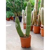 plantenwinkel.nl Marshallocereus cactus thurberii L kamerplant