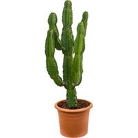 plantenwinkel.nl Euphorbia cactus ingens puebla kamerplant