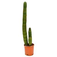 plantenwinkel.nl Marshallocereus cactus thurberii XL kamerplant