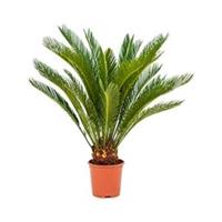 plantenwinkel.nl Cycas Palm revoluta stam XS kamerplant