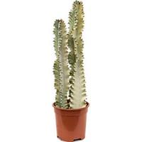 plantenwinkel.nl Euphorbia cactus ingens marmorata kamerplant
