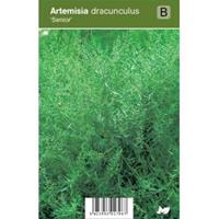 plantenwinkel.nl Franse dragon (artemisia dracunculus Senior) kruiden - 12 stuks