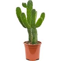 plantenwinkel.nl Opuntia cactus consolea S kamerplant