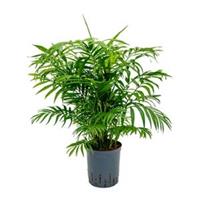 plantenwinkel.nl Chamaedorea palm elegans M hydrocultuur plant